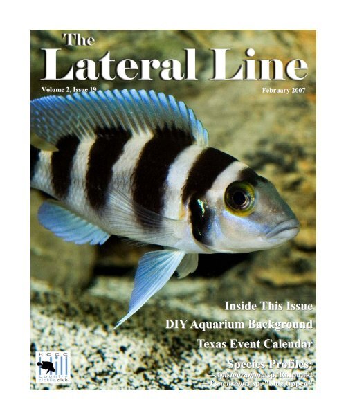 Lateral Line February 2007.pub - Hill Country Cichlid Club