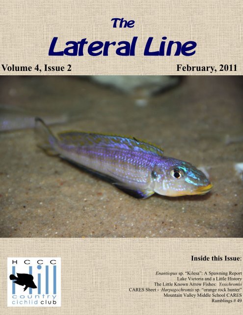 February 2011 Lateral Line - Hill Country Cichlid Club