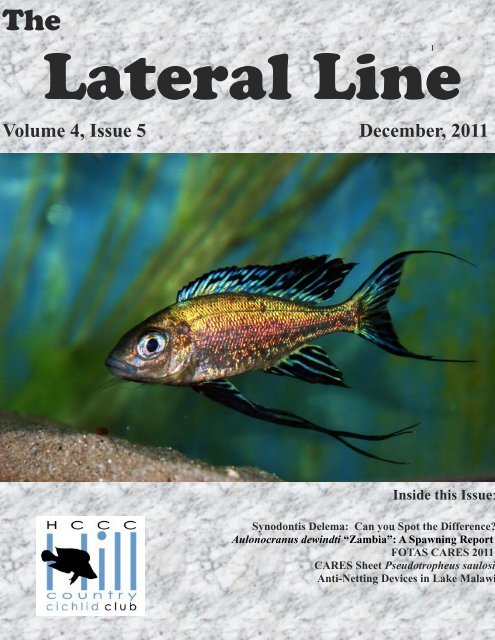 Lateral Line December 2011 - Hill Country Cichlid Club