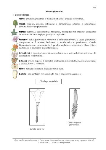 Familia: Plumbaginaceae