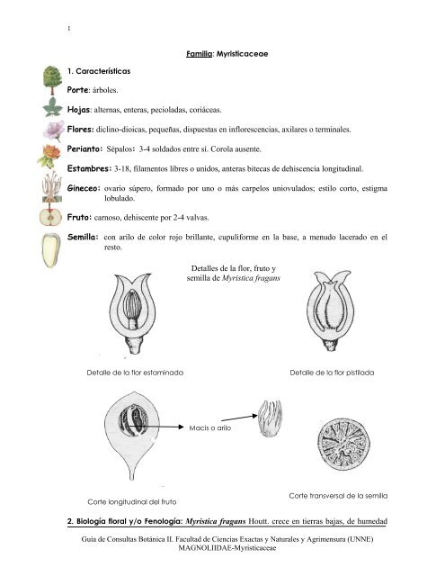 Myristicaceae - Hipertextos del Ãrea de la BiologÃ­a