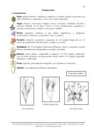 Familia: Polygonaceae