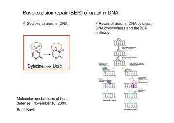 Lecture BER of uracil in DNA-2009 - itslearning