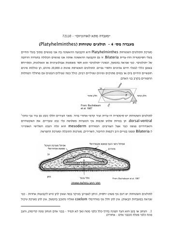 Platyhelminthes ( - ×ª×××¢×× ×©×××××ª ( 4 ××¢××× ××¡' - TeachLine