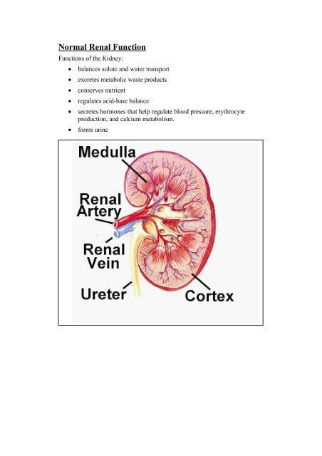 Loop Of Henle Anatomy Excretory System | Kidney | Urine Formation