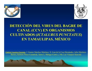 DETECCIÃN DEL VIRUS DEL BAGRE DE CANAL (CCV) EN ...