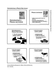 Homotoxinas y Plexos nerviosos