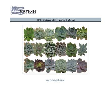 Echeveria Succulent Guide