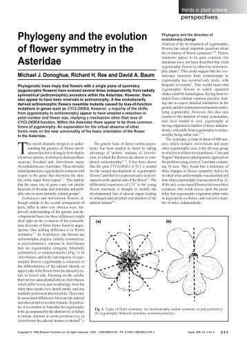 Phylogeny and the evolution of flower symmetry in ... - ResearchGate