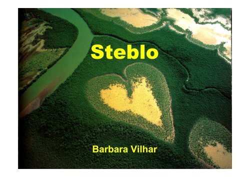 Steblo