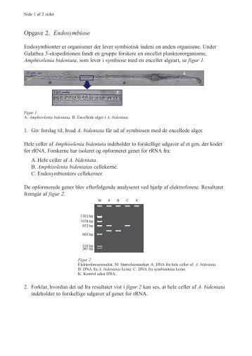 Opgave 2. Endosymbiose