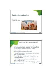 Slagtesvineproduktion ved Henrik Fogh Vester, LandboSyd