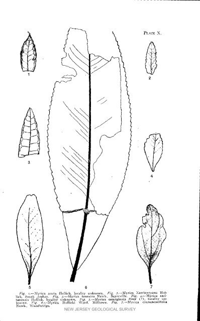 Bulletin 3. The flora of the Raritan Formation, 1911 - State of New ...