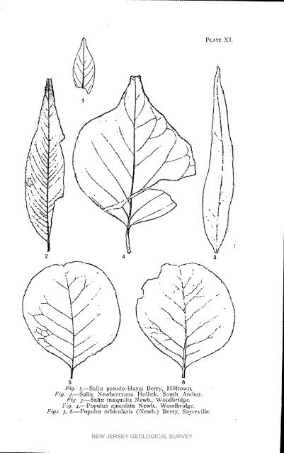 Bulletin 3. The flora of the Raritan Formation, 1911 - State of New ...