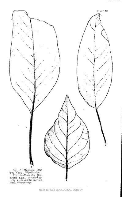 Bulletin 3. The flora of the Raritan Formation, 1911 - State of New ...