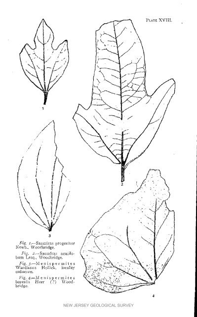 Bulletin 3. The flora of the Raritan Formation, 1911 - State of New ...