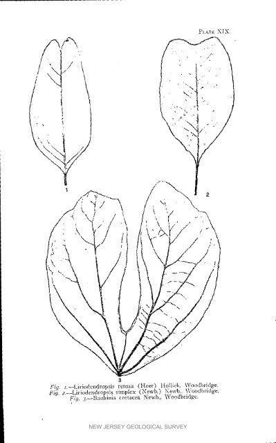 Bulletin 3. The flora of the Raritan Formation, 1911 - State of New ...