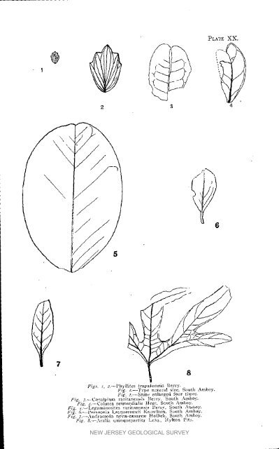 Bulletin 3. The flora of the Raritan Formation, 1911 - State of New ...