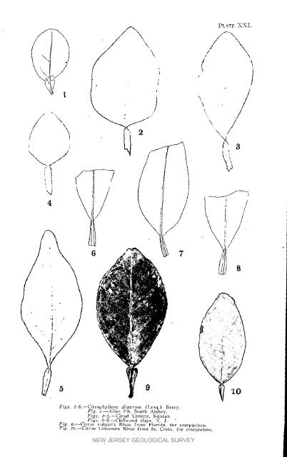 Bulletin 3. The flora of the Raritan Formation, 1911 - State of New ...