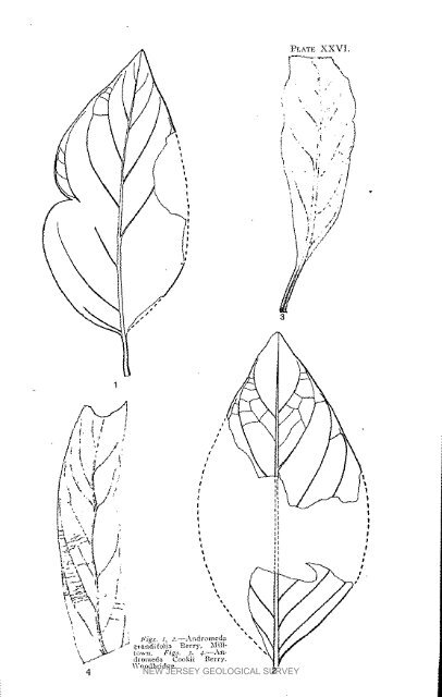 Bulletin 3. The flora of the Raritan Formation, 1911 - State of New ...