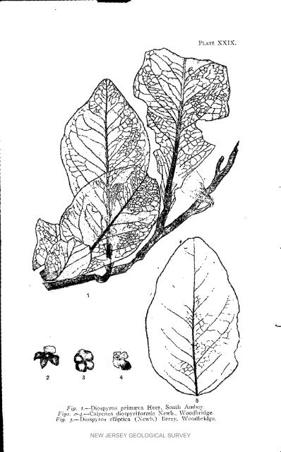 Bulletin 3. The flora of the Raritan Formation, 1911 - State of New ...