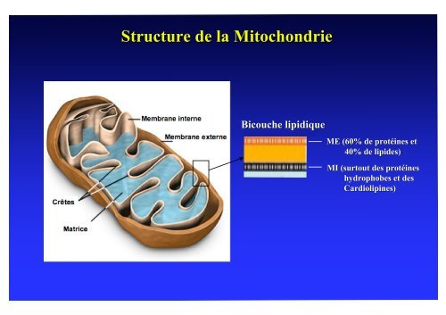 Mireille Laforge - MeetOchondrie