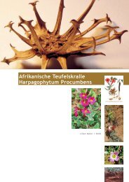 Afrikanische Teufelskralle Harpagophytum ... - Kontext Lilian Meier