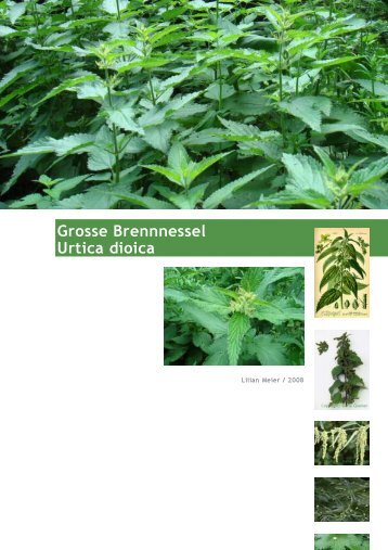 Grosse Brennnessel Urtica dioica - Kontext Lilian Meier