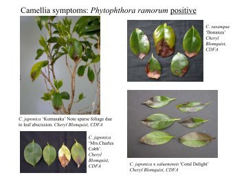 Camellia-Symptom-Car.. - Sudden Oak Death