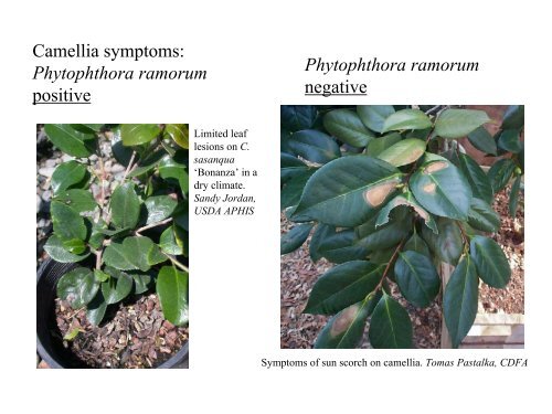 Camellia-Symptom-Car.. - Sudden Oak Death
