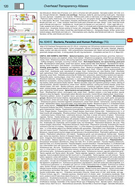 BIOLOGY - microscopia.info