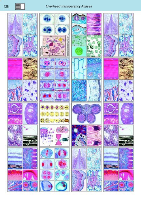 BIOLOGY - microscopia.info