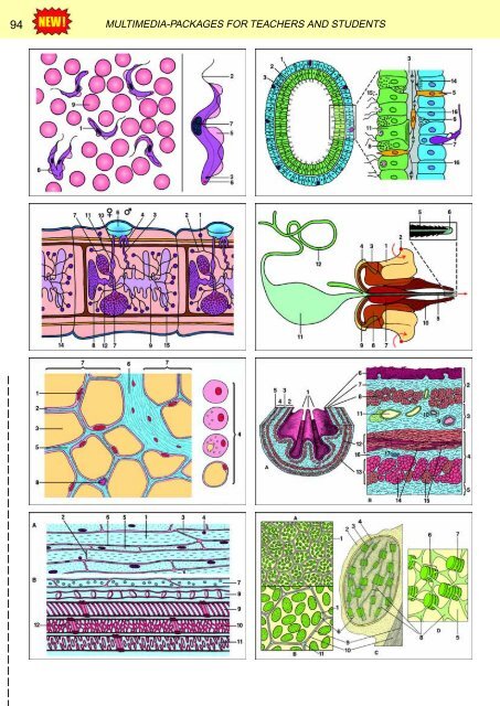 BIOLOGY - microscopia.info