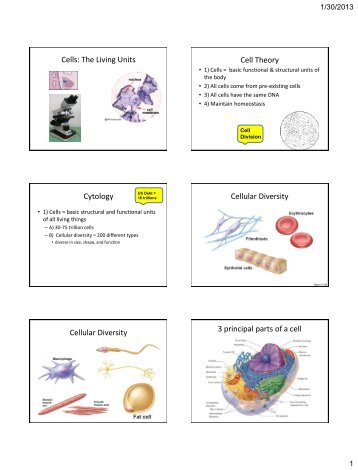 Cells: The Living Units Cell Theory Cytology Cellular Diversity ...