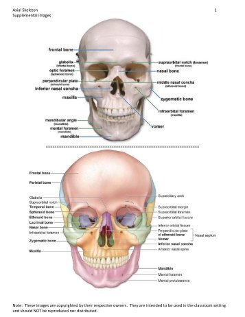 Axial Skeleton 1 Supplemental images Note: These images are ...
