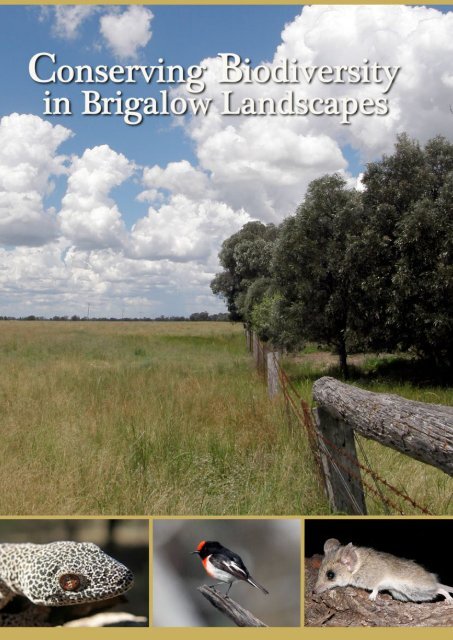 Conserving Biodiversity in Brigalow Regrowth - School of ...