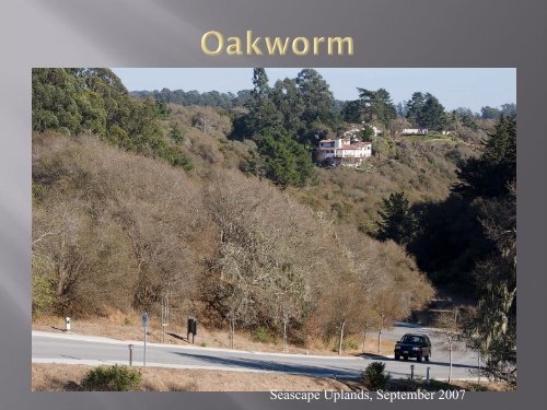 Myoporum laetum - Santa Cruz County - University of California ...