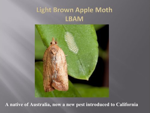 Myoporum laetum - Santa Cruz County - University of California ...