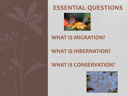 Monarch Butterfly Migration PowerPoint - Courseweb.unt.edu