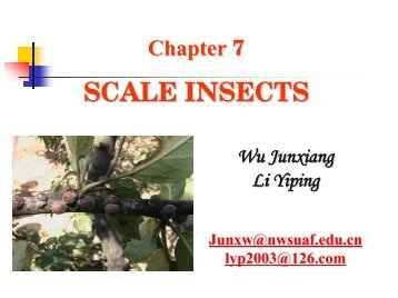 SCALE INSECTS