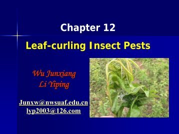 Chapter 12 Leaf-curling Insect Pests