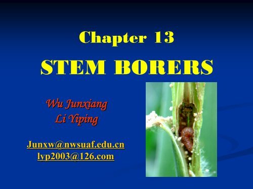 STEM BORERS