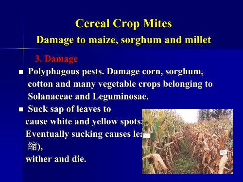 Cereal crop mites