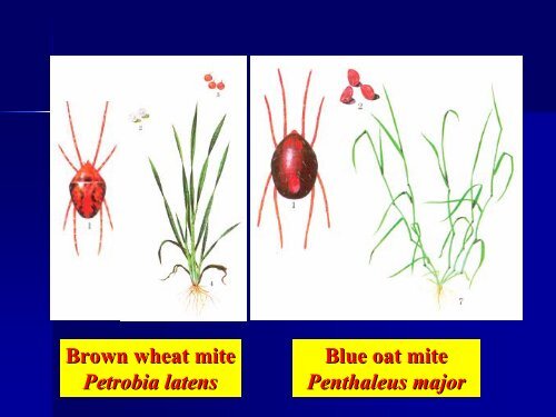 Cereal crop mites