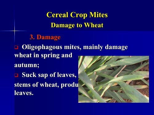 Cereal crop mites