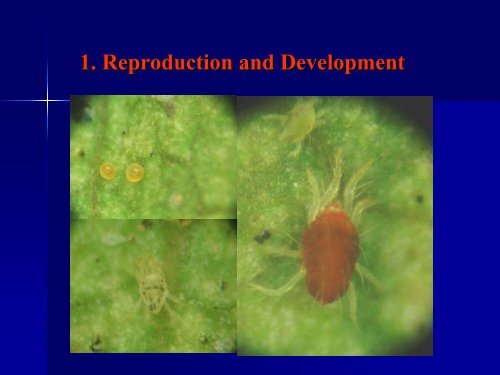 Cereal crop mites