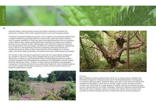 Woodland Strategy 11.34 Mb - the Dorset AONB