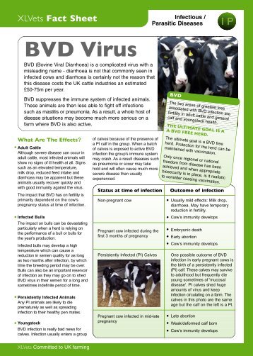 BVD Virus - Embryonics Ltd