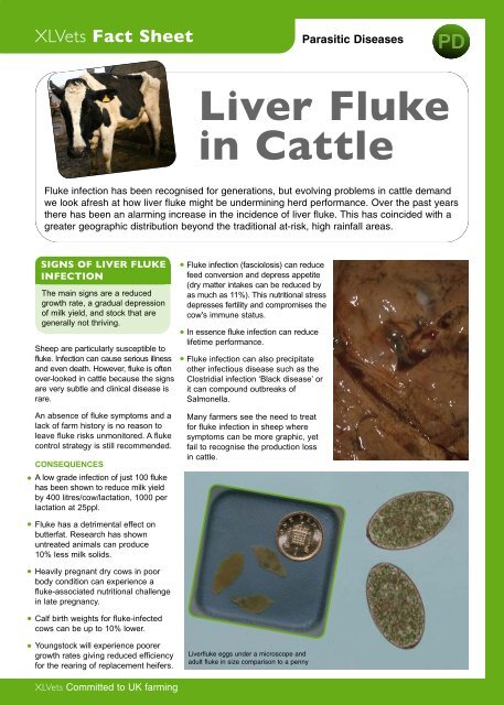 Liver Fluke in Cattle - Cheviot Futures