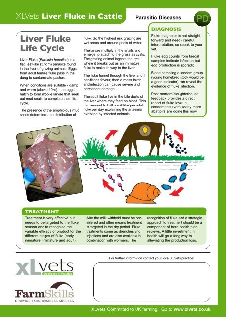 Liver Fluke in Cattle - Cheviot Futures